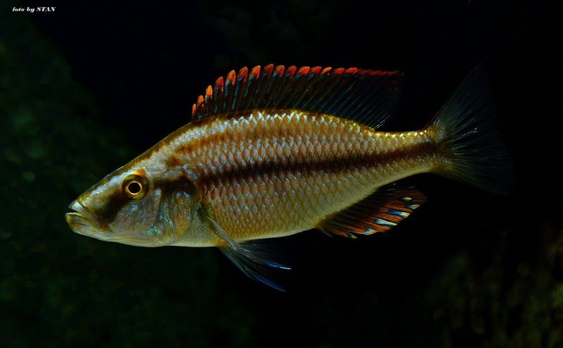 Dimidiochromis compressiceps